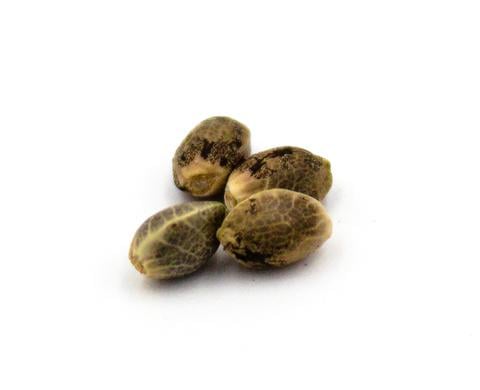 Parkland Flower marijuana seeds